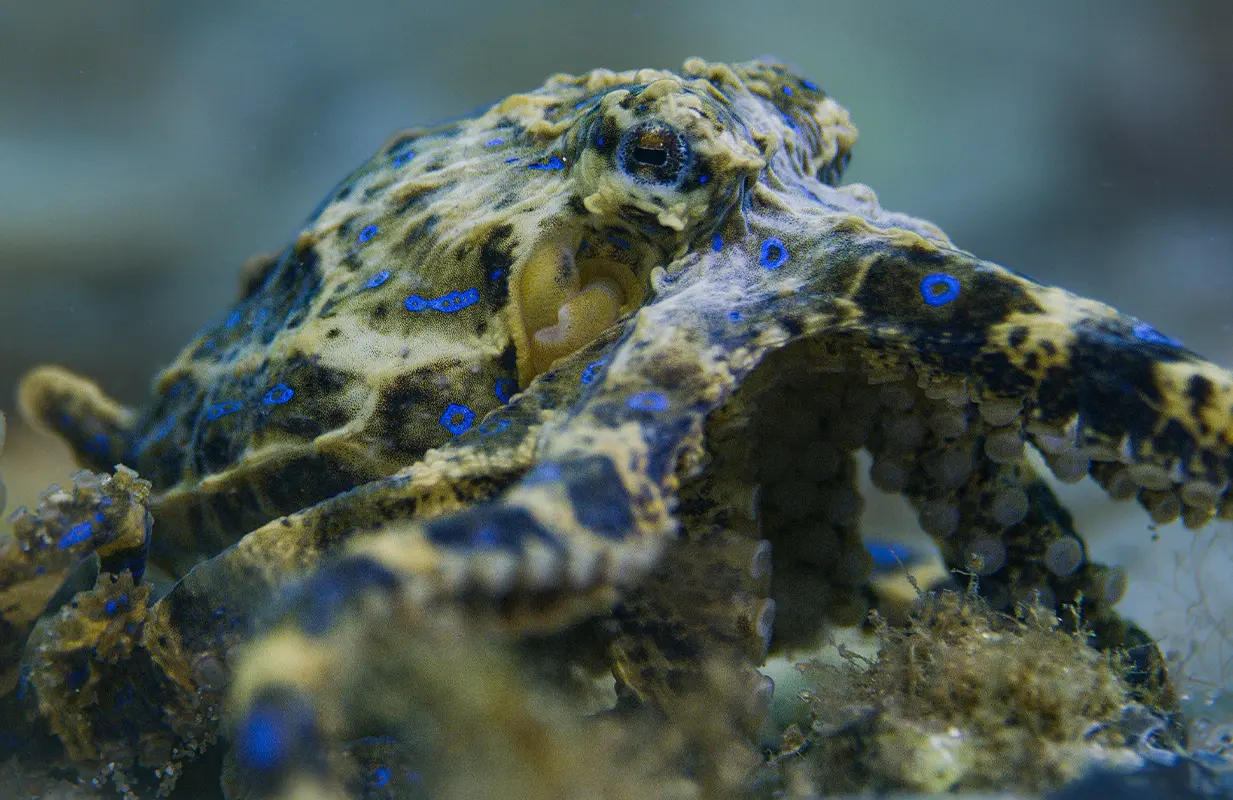 A blue-ringed octopus in Secrets of the Octopus (Photo: National Geographic)