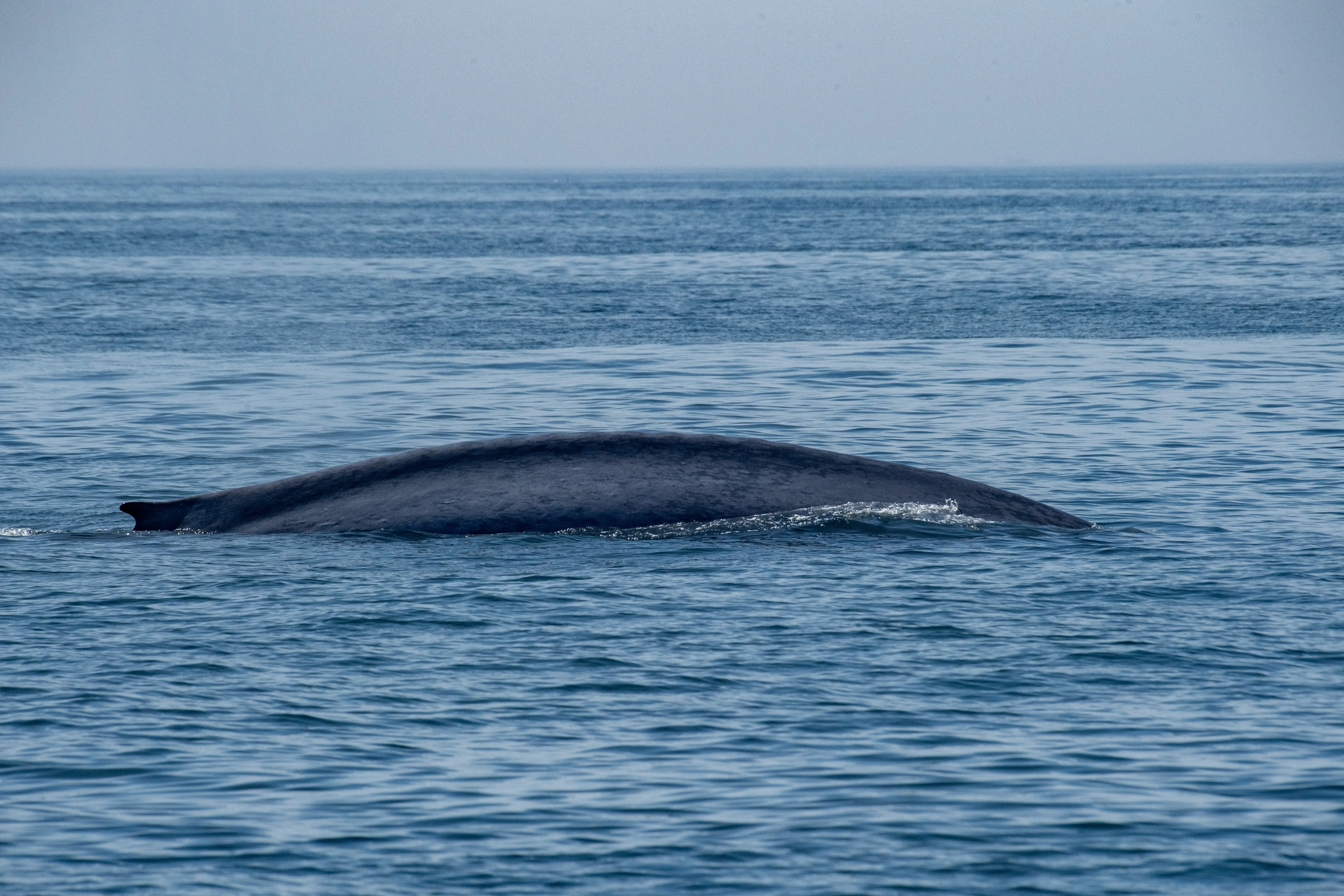MASSACHUSETTS, UNITED STATES - JULY 08: A blue whale, the world's largest creature and an endangered species, swims on the water surface off the coast of Gloucester on the Jeffreys Ledge in the Stellwagen Bank National Marine Sanctuary in Massachusetts, United States on July 08, 2024. (Photo by Joseph Prezioso/Anadolu via Getty Images)