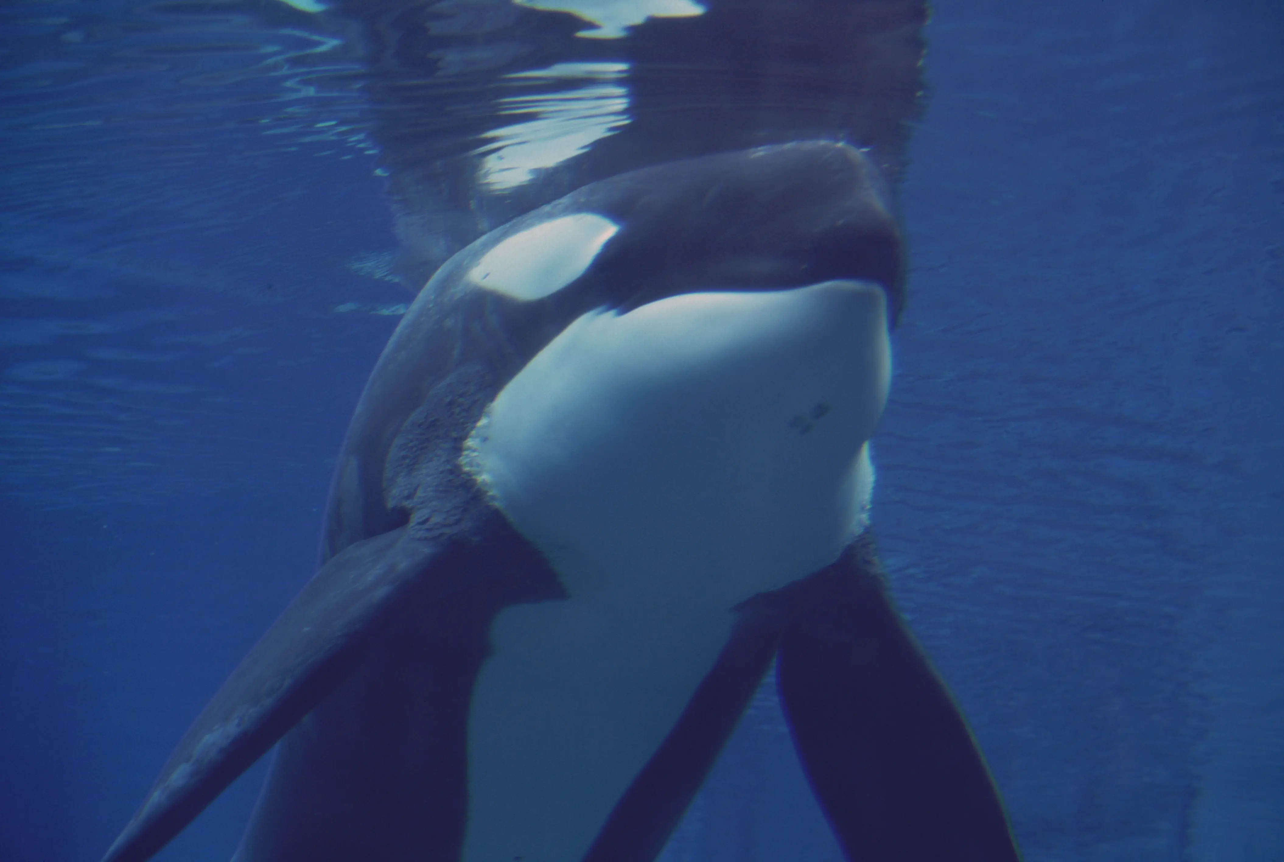An Orca at the Oregon Coast Aquarium (Photo by �� Steve Starr/CORBIS/Corbis via Getty Images)