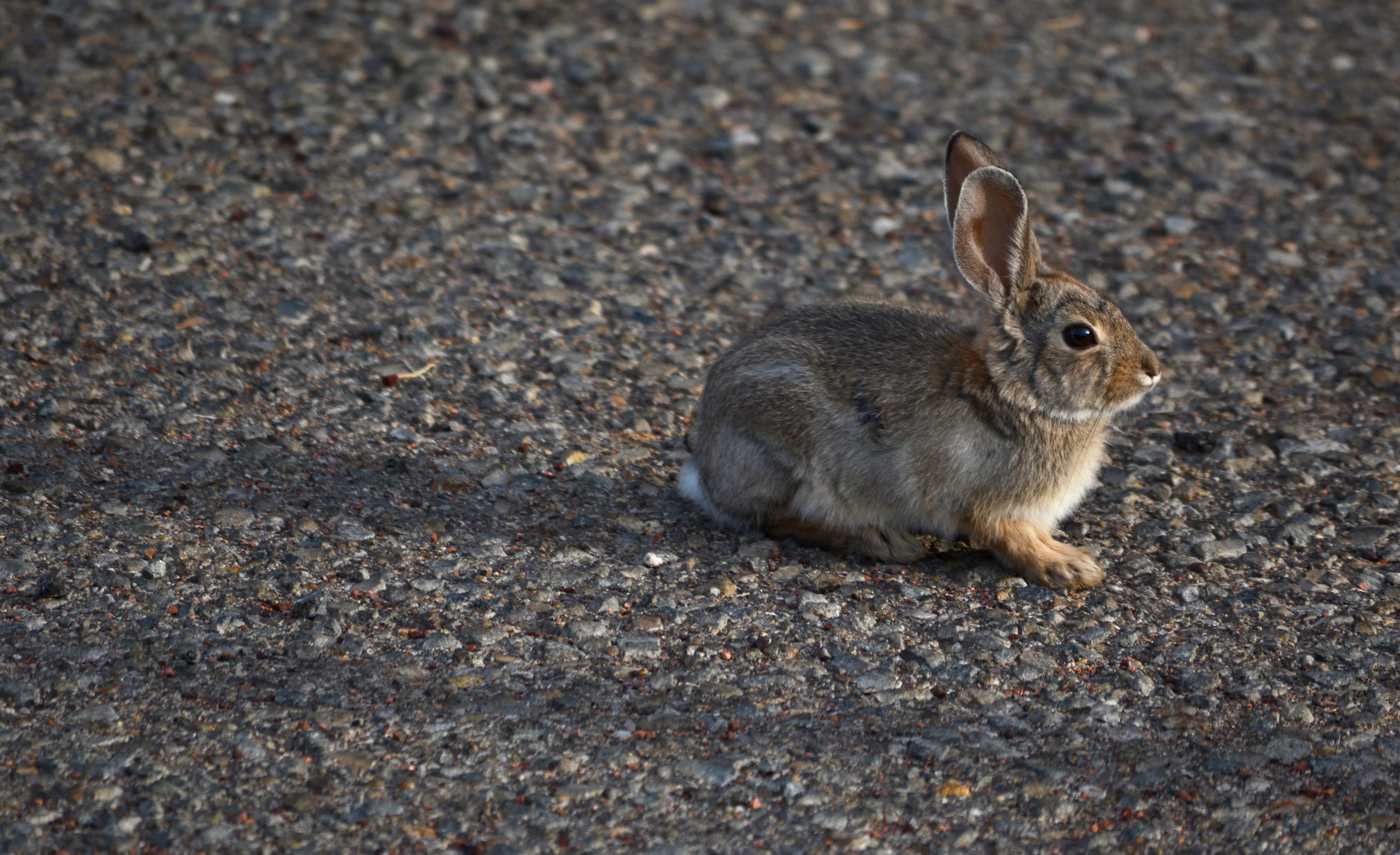 A young Desert Cottontail rabbit (Photo by Robert Alexander/Getty Images)