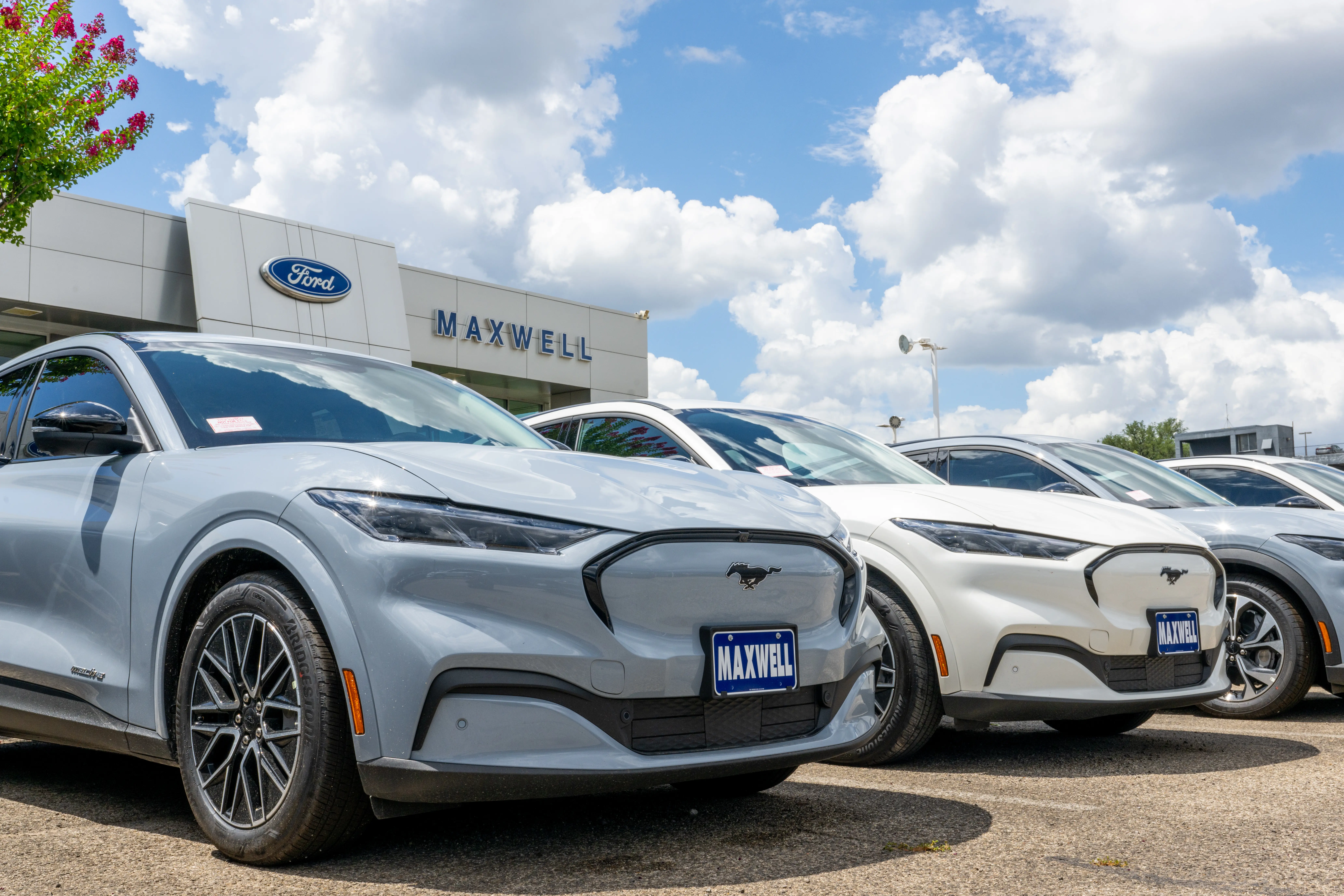 Ford Mustang Mach-E cars. (Photo by Brandon Bell/Getty Images)