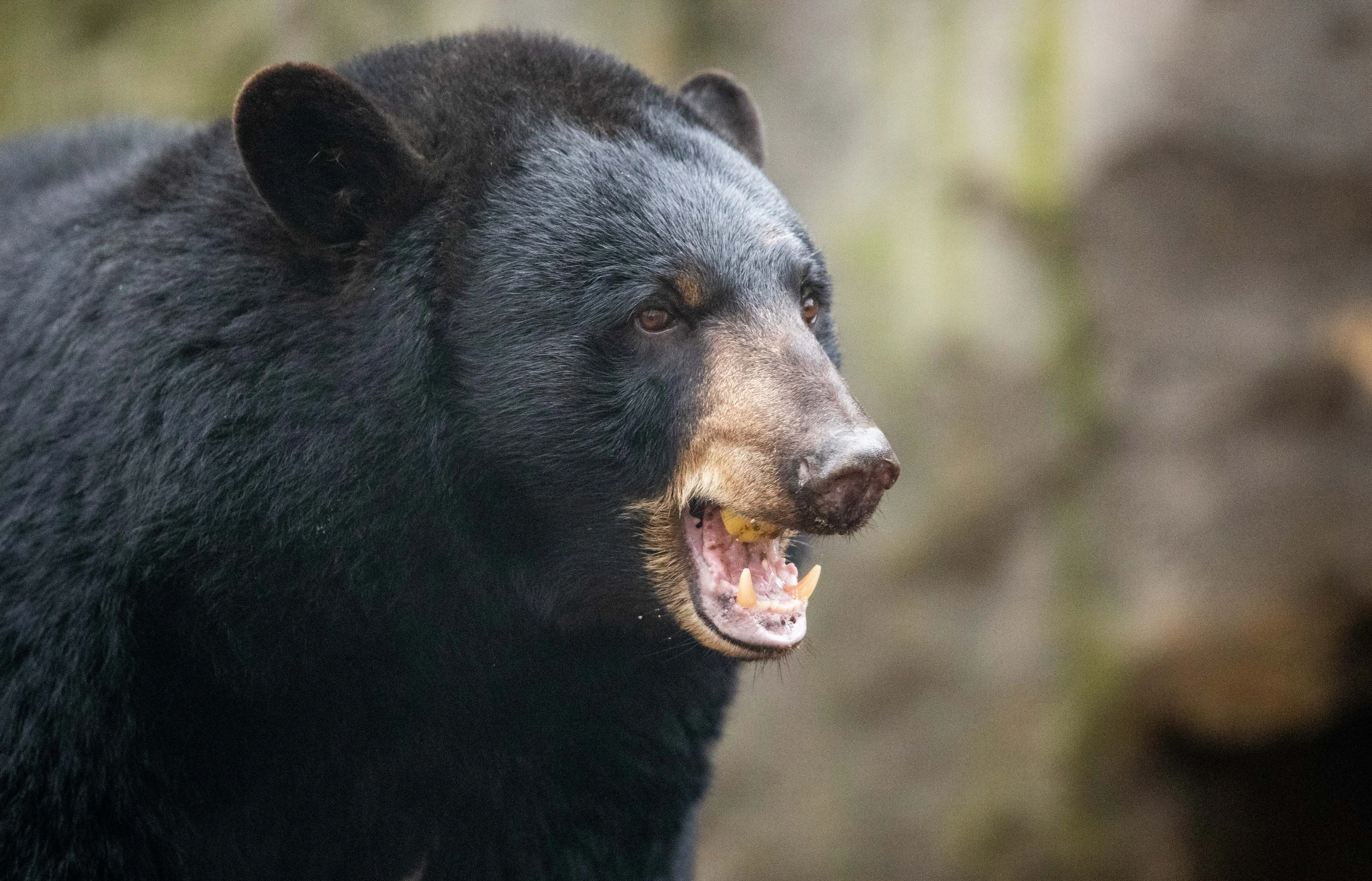 A drowning bear was saved by a Florida-based biologist in 2008 [Representational image] (Image via Gentsch/picture alliance/Getty Images)
