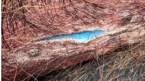 Wild pig intoxicated with diphacinone (Image via Facebook/@Urban Trapping Wildlife Control)    