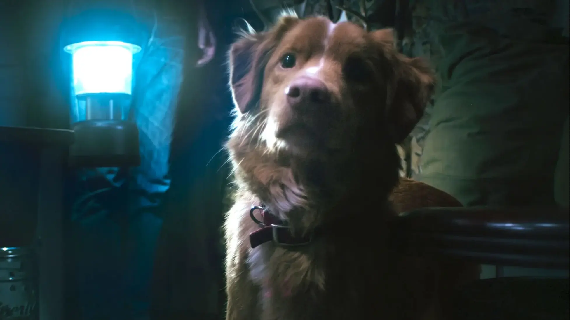 Indy in Good Boy. Image Credit: Courtesy of Independent Film Company and Shudder