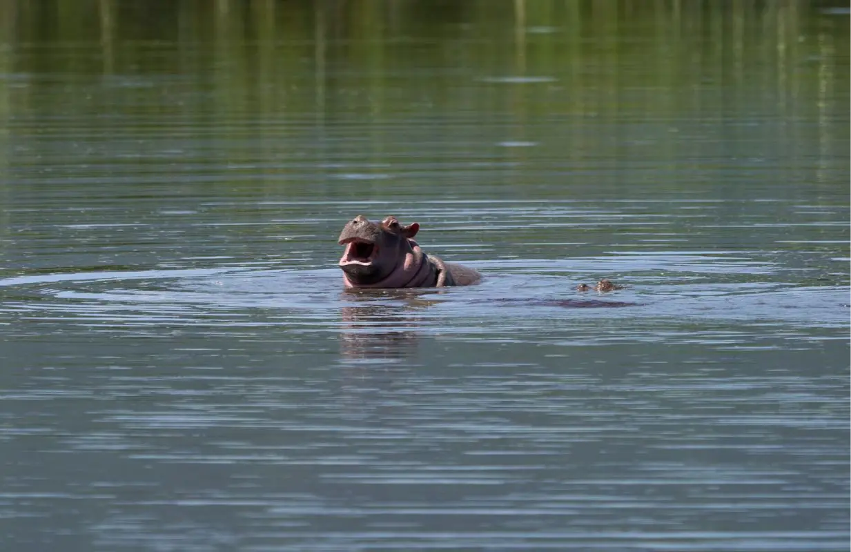 Hippopotamus (Image for representation) (Photo by Dmitrii Zhodzishskii/ Unsplash)