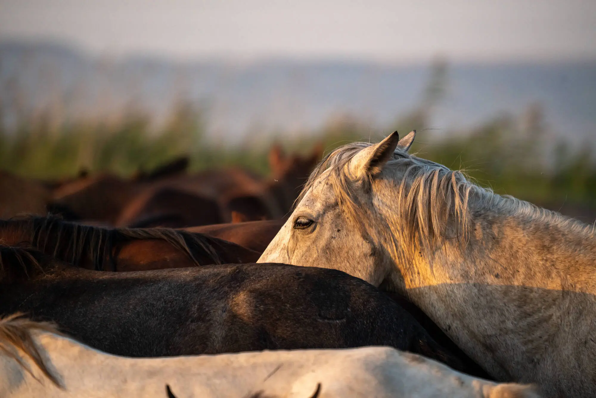 KAYSERI, TURKIYE - AUGUST 24: Wild horses gallop freely, continuing their lives in herds as part of Anatolia's ancient culture, during sunset at Hurmetci Marsh, located in the Develi Plain at the foot of Mount Erciyes in Kayseri, Turkiye on August 24, 2025. The Marsh continues to be the habitat of hundreds of wild horses. (Photo by Ayten Altintas/Anadolu via Getty Images)