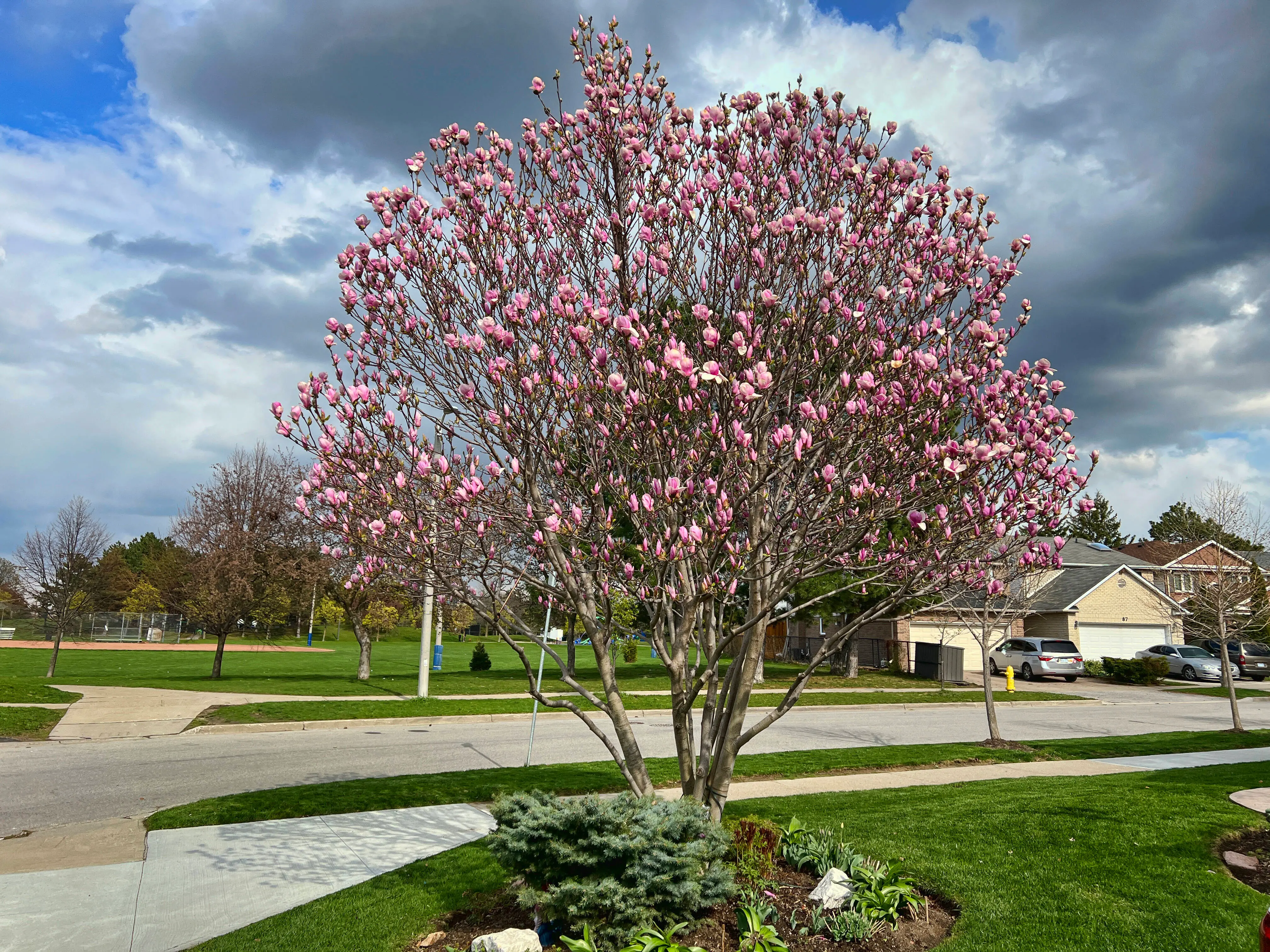 Ariel Barner's son got a legal notice from the HOA for swinging from a Magnolia tree (representative image). (Photo by Creative Touch Imaging Ltd./NurPhoto via Getty Images)