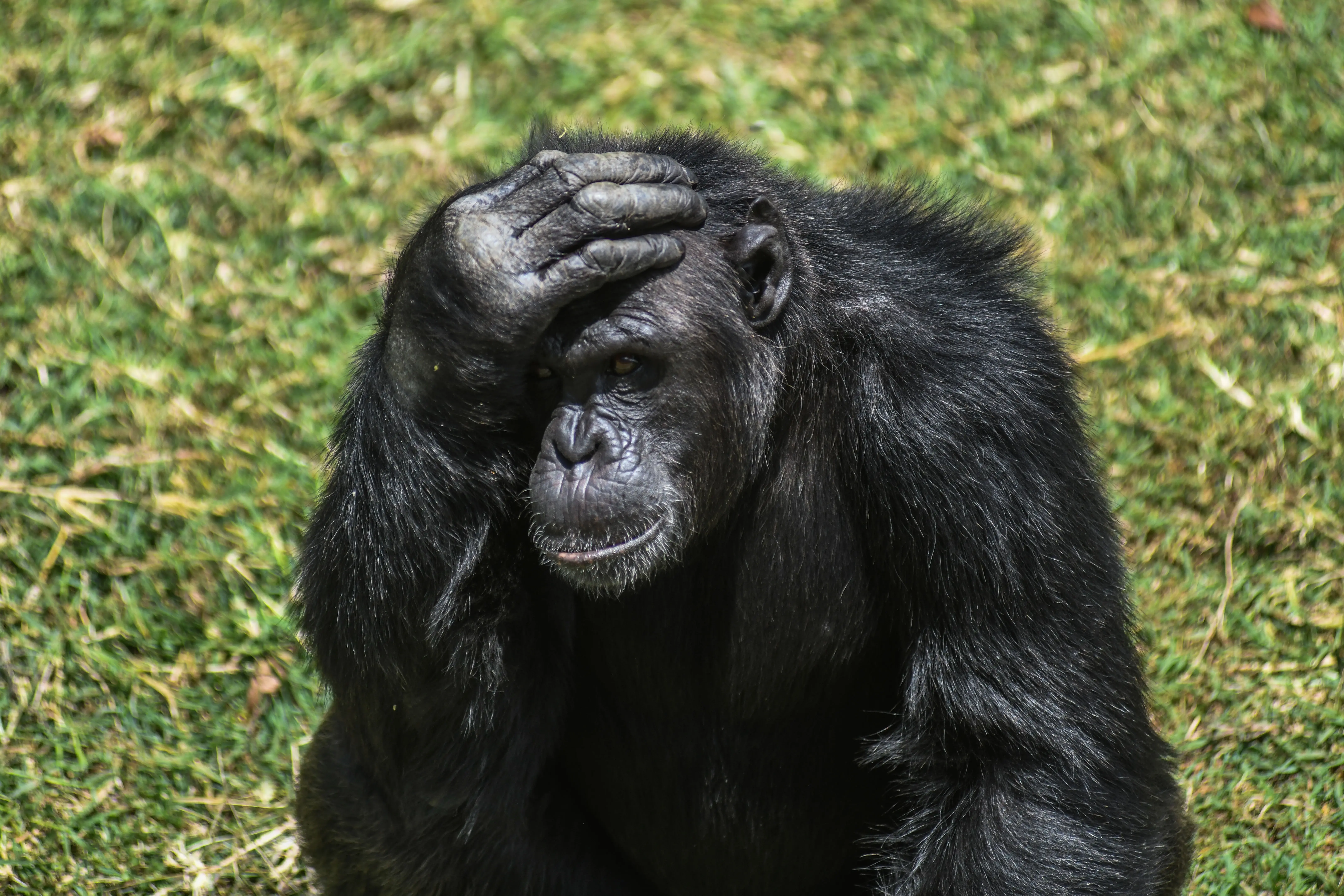 Chimpanzee (Photo by Gerald Anderson/Anadolu via Getty Images)