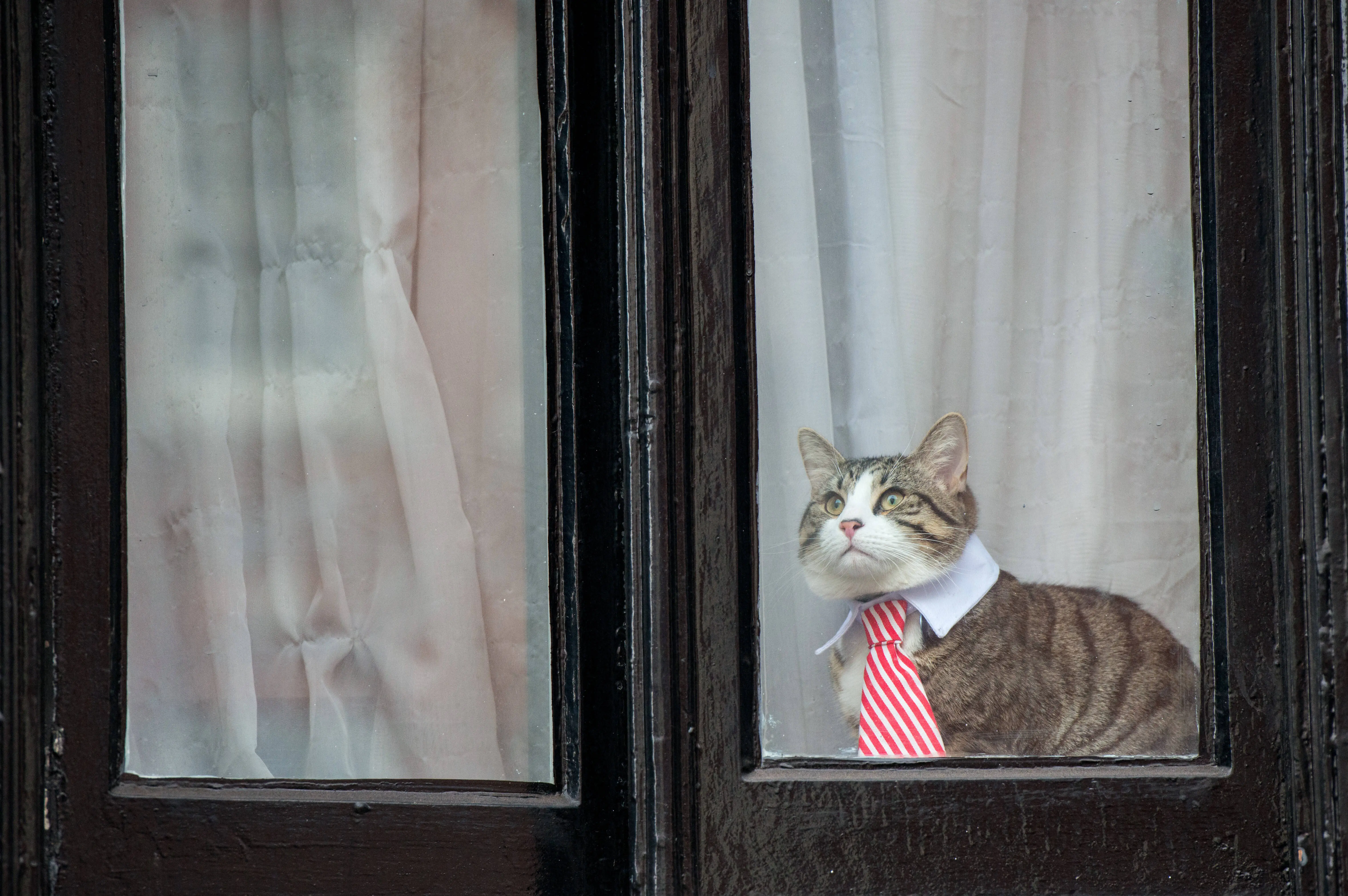 LONDON, ENGLAND - NOVEMBER 14:  A cat wearing a striped tie and white collar looks out of the window of the Embassy of Ecuador as Swedish prosecutors question Wikileaks founder Julian Assange on November 14, 2016 in London, England. Mr Assange has been inside the embassy since 2012 and he is being questioned over allegations of rape that date from 2010. Mr Assange has not been charged and denies the claims.  (Photo by Chris J Ratcliffe/Getty Images)