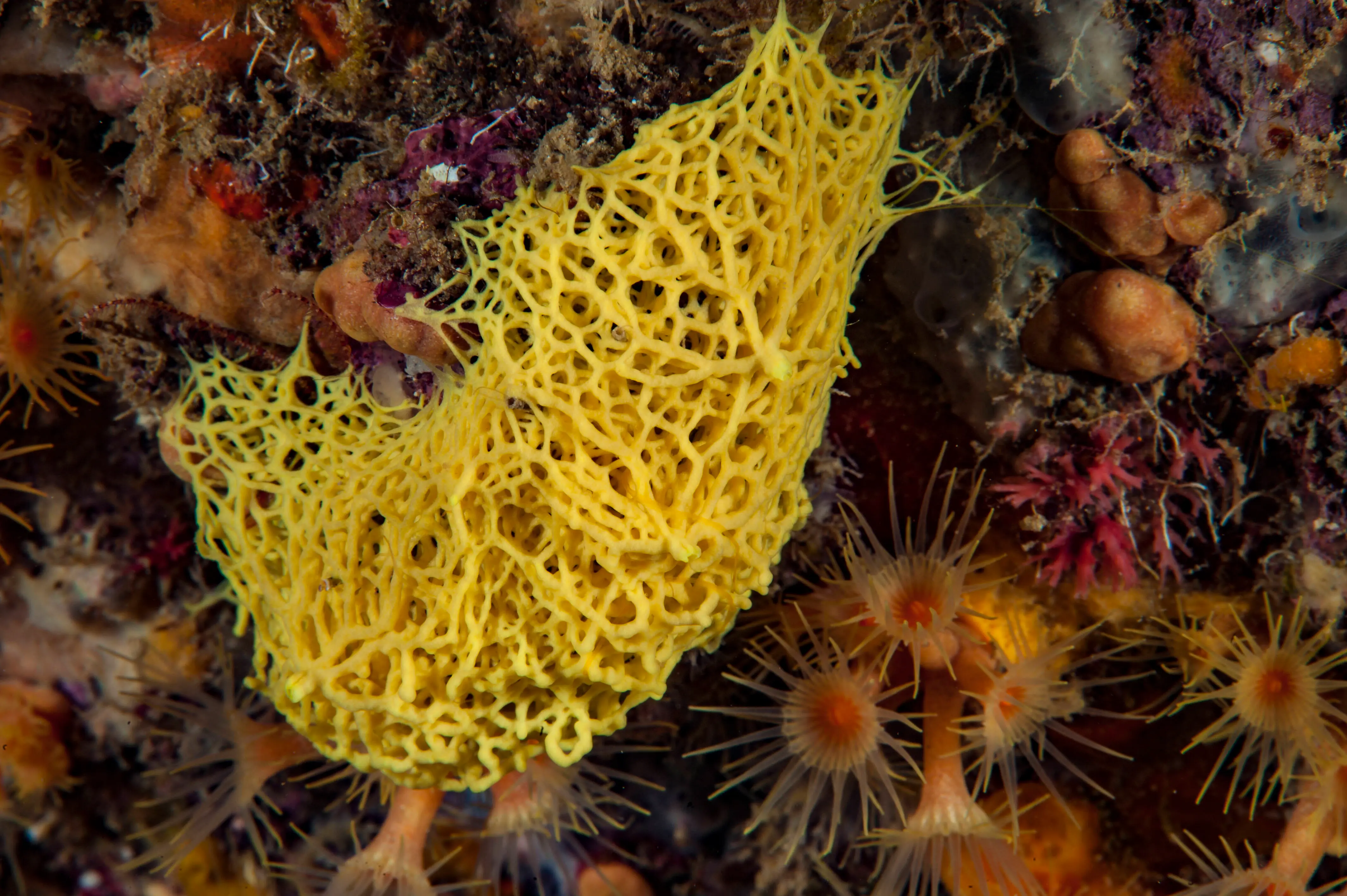 LA CIOTAT - FRANCE - JUNE 23: a sea sponge called yellow clathrina (Clathrina clathus), on june 23, 2016 in La Ciotat, France. The Mediterranean represents a hotspot of marine biodiversity. With only 1% of the world's oceans and seas, it is home to nearly 10% of the world's marine species. There are also hundreds of endemic species. (Photo by Alexis Rosenfeld/Getty Images).