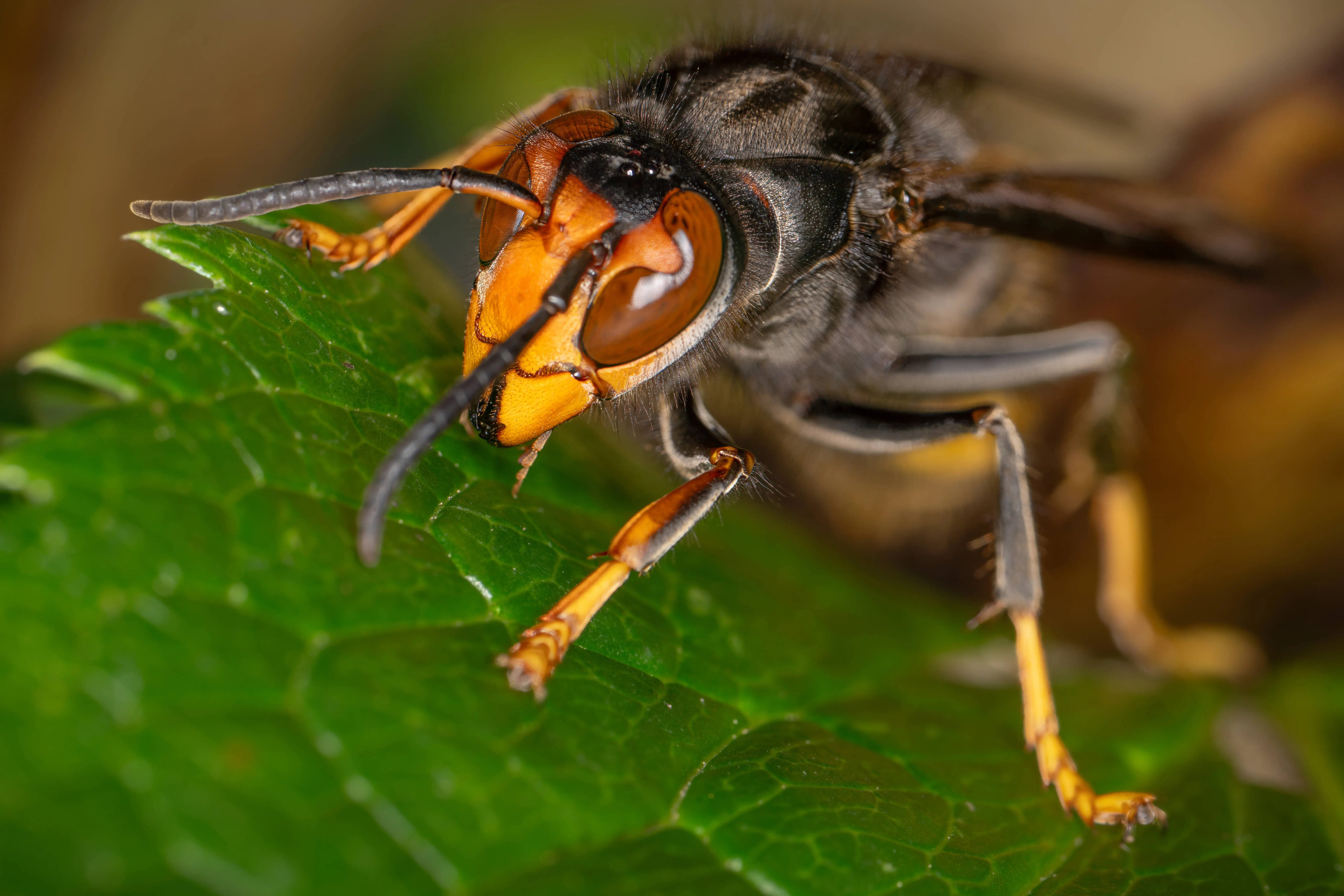 Giant Asian hornet is one of the largest species of hornet (Image via Getty)