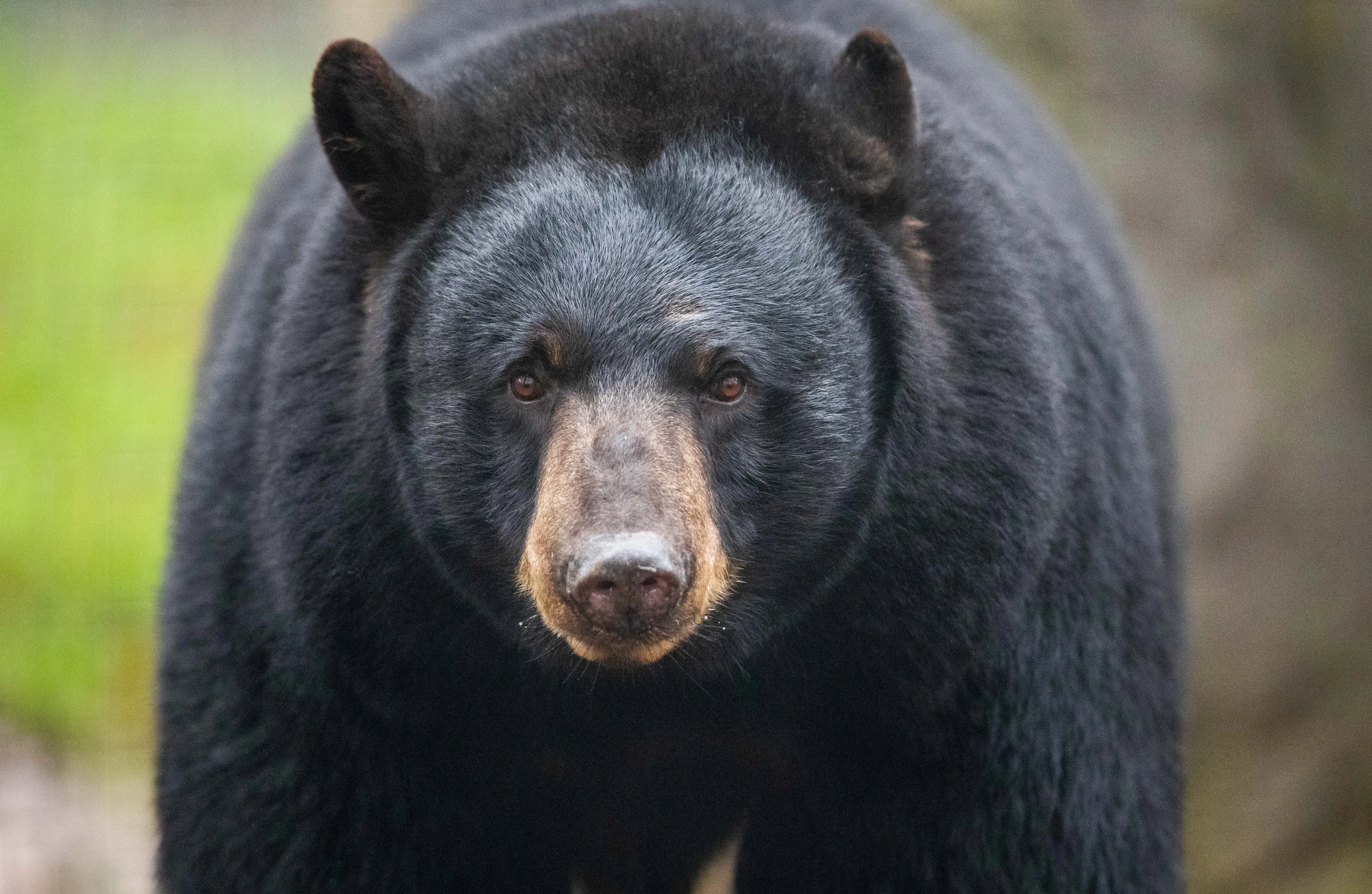 Black bear "Honey" can be found in the black bear enclosure in the North American animal world "Manitoba" in Osnabrück Zoo. (Photo by Friso Gentsch/picture alliance via Getty Images)