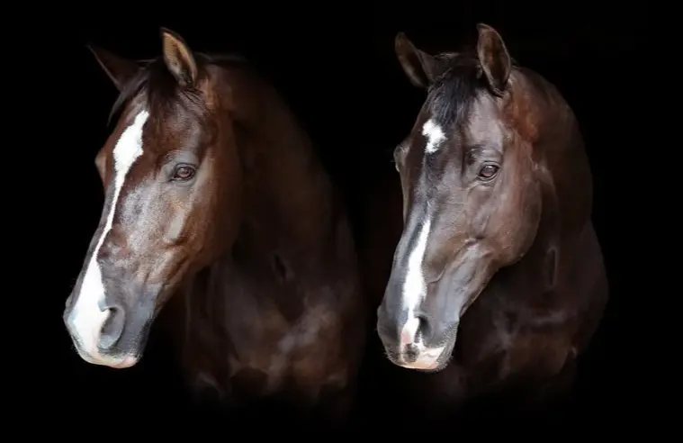 Valegro and Uthopia (Image via Facebook/@CarlHester)