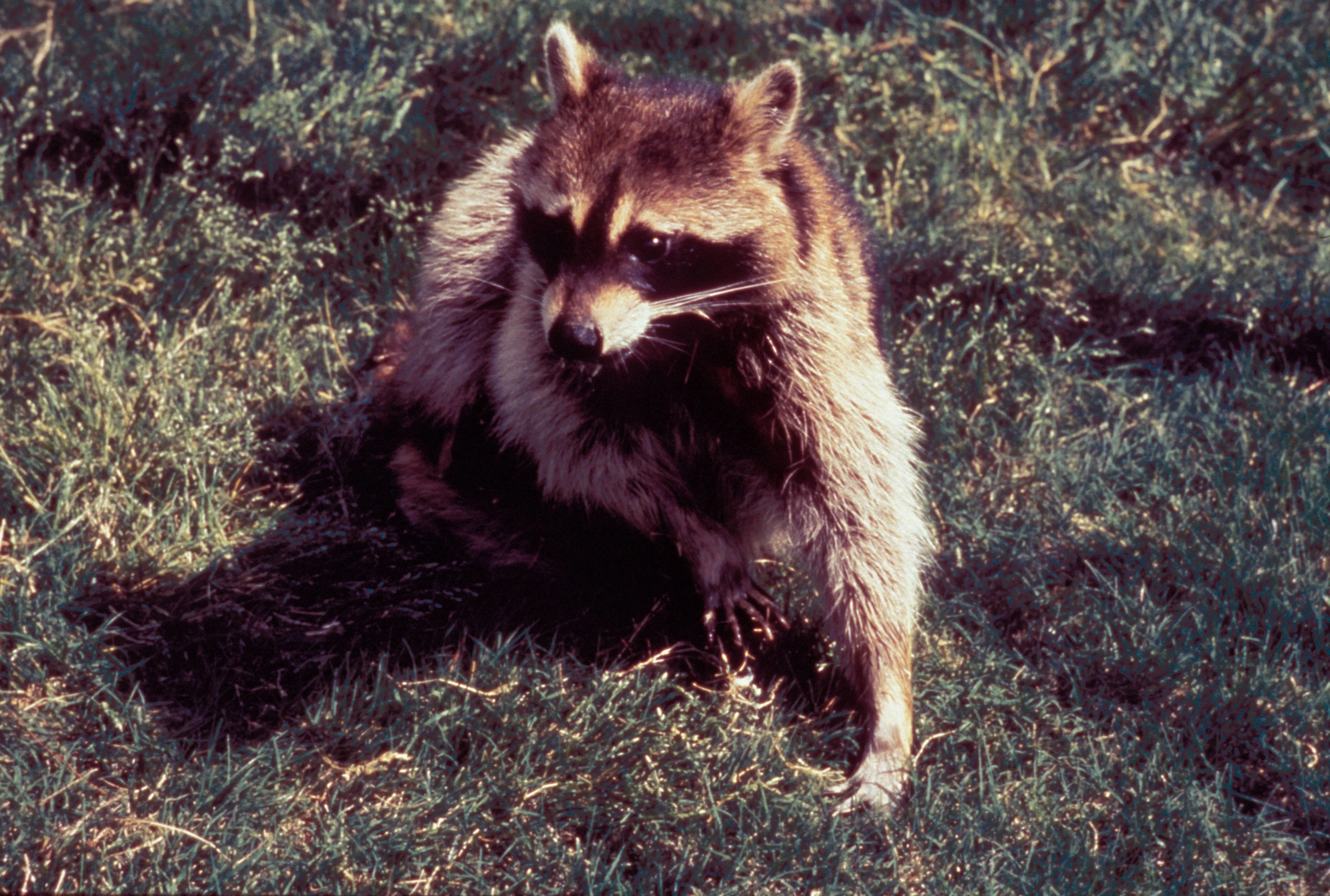 The raccoon was taken to the animal shelter (Representative image via Getty)