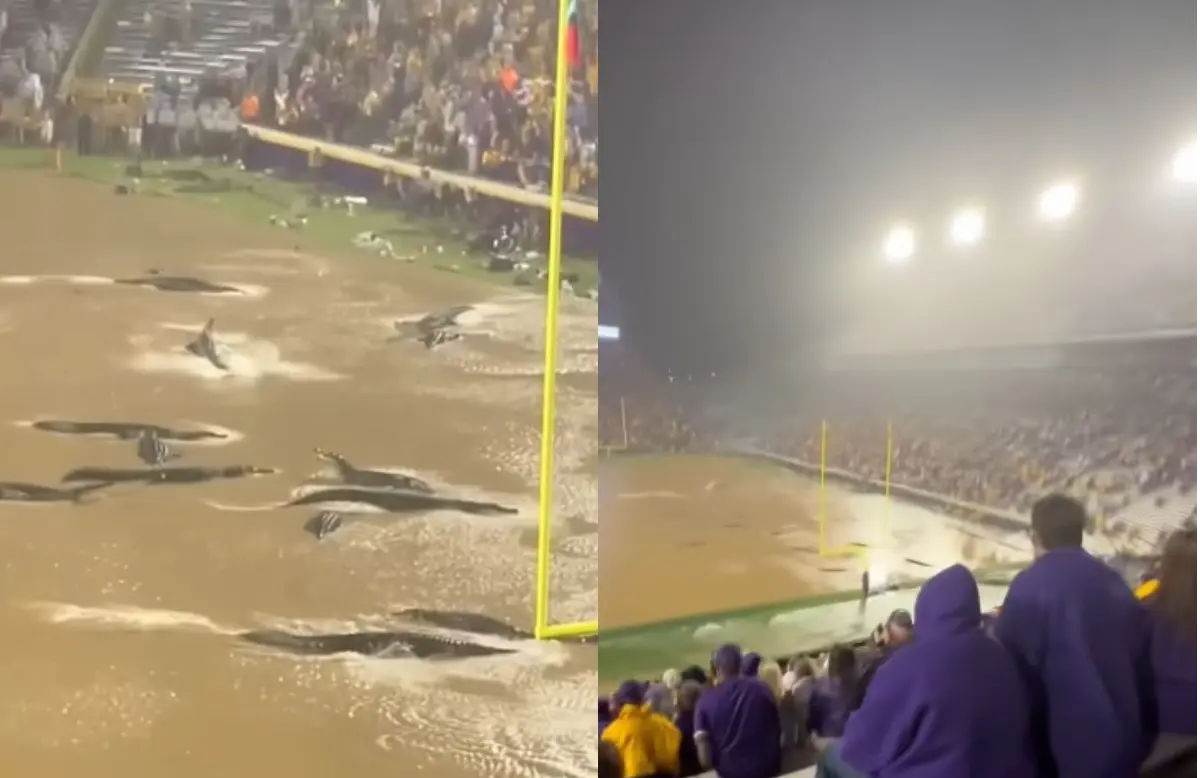 The viral LSU alligator video (Photo: Facebook/@ Baton Rouge Breaking News)