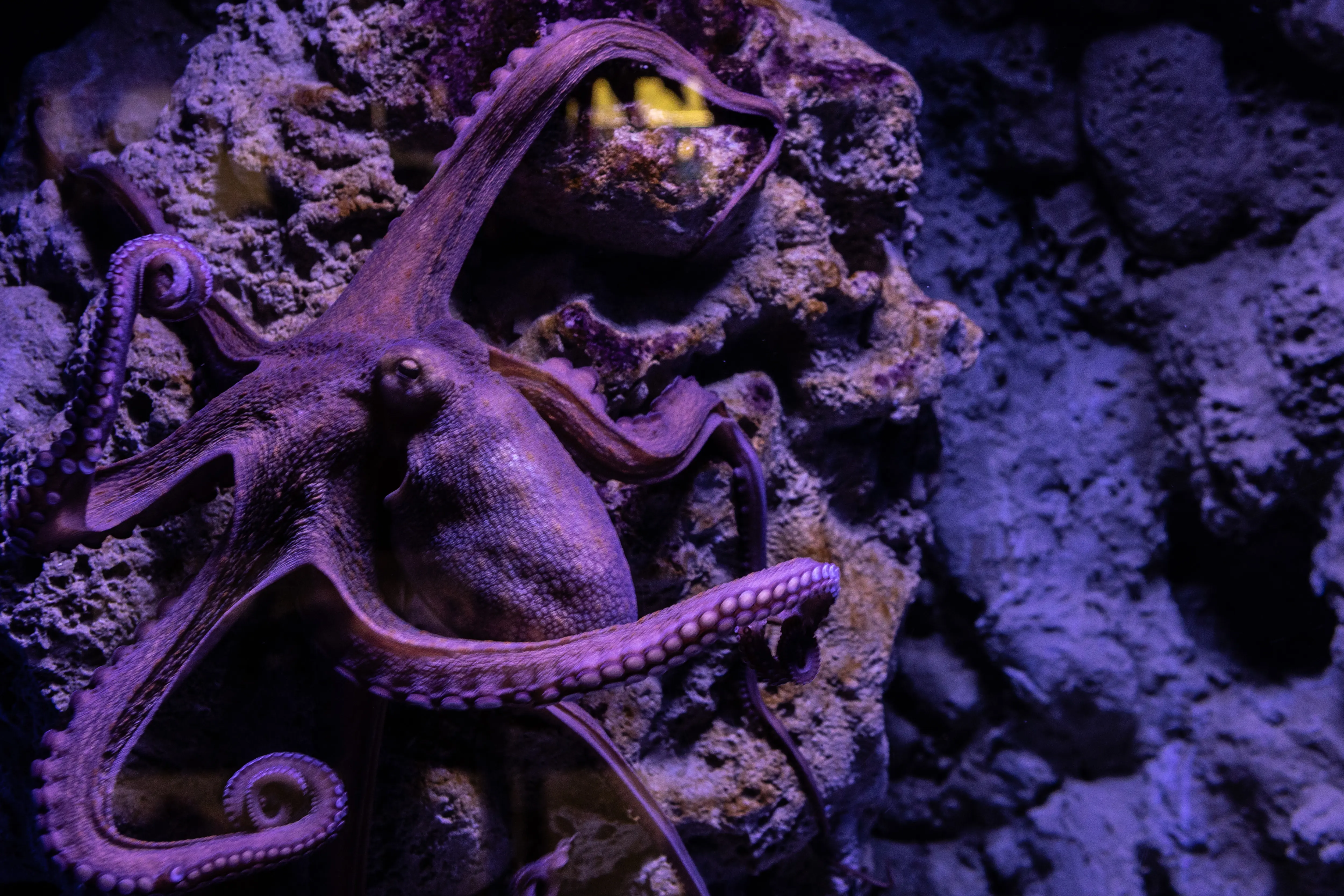 A viral Facebook post claimed a Giant Eclipse Octopus has been allegedly found in the Gulf of Mexico (representative image). (Photo by Emanuele Cremaschi/Getty Images)