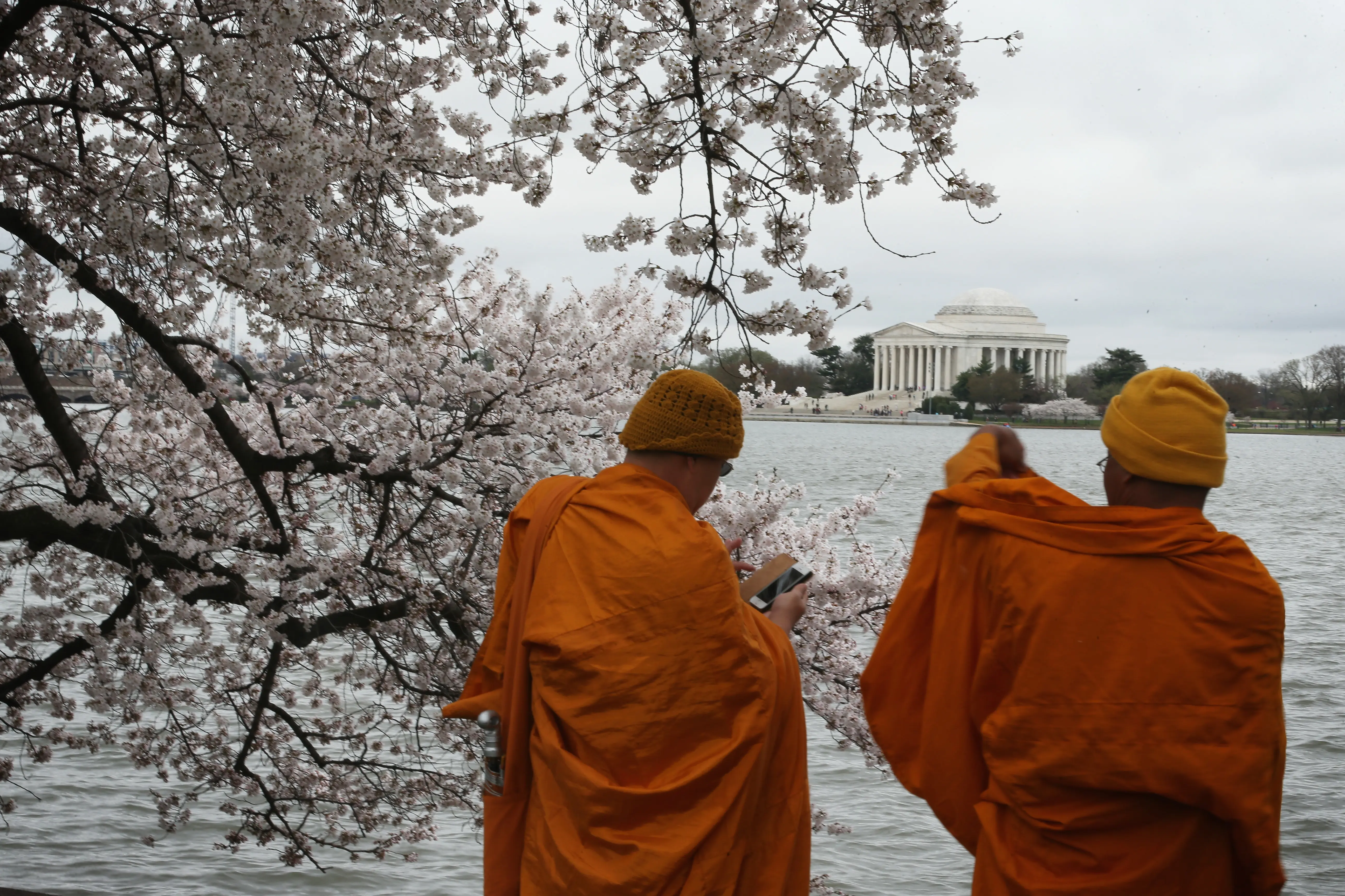WASHINGTON, DC - APRIL 08:  Two Buddhists monks take pictures in front of blooming Cherry Blossom trees at the Tidal Basin April 8, 2015 in Washington, DC. The Cherry trees around the Tidal Basin, which were originally gifts from Tokyo, Japan, in 1912, have started to bloom. They are predicted to be in full bloom in about couple more days, depend on how warm the weather will be.  (Photo by Alex Wong/Getty Images)