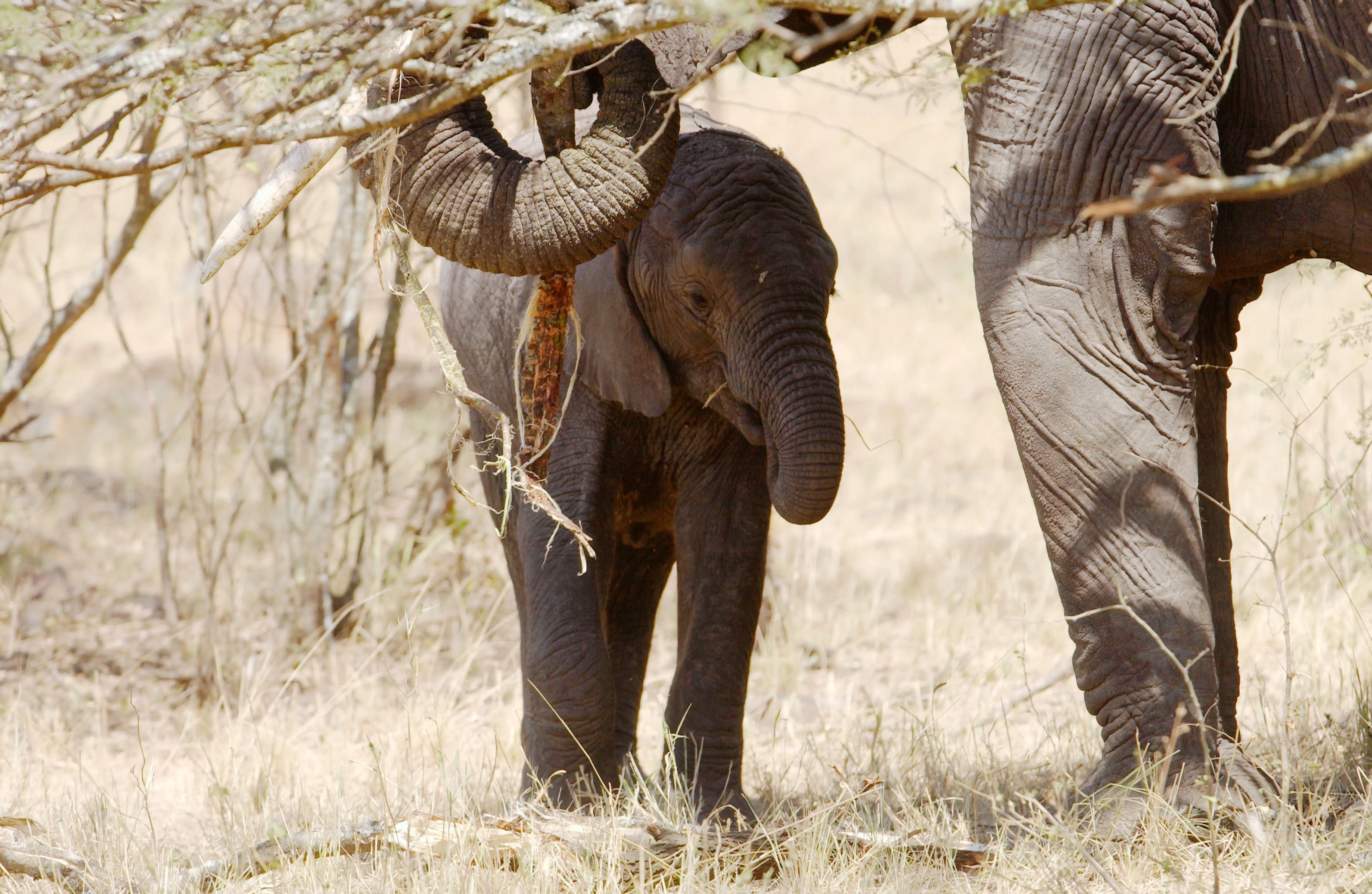 Elephant calf feeding with its mother in Serengeti, Tanzania (Image via Getty)