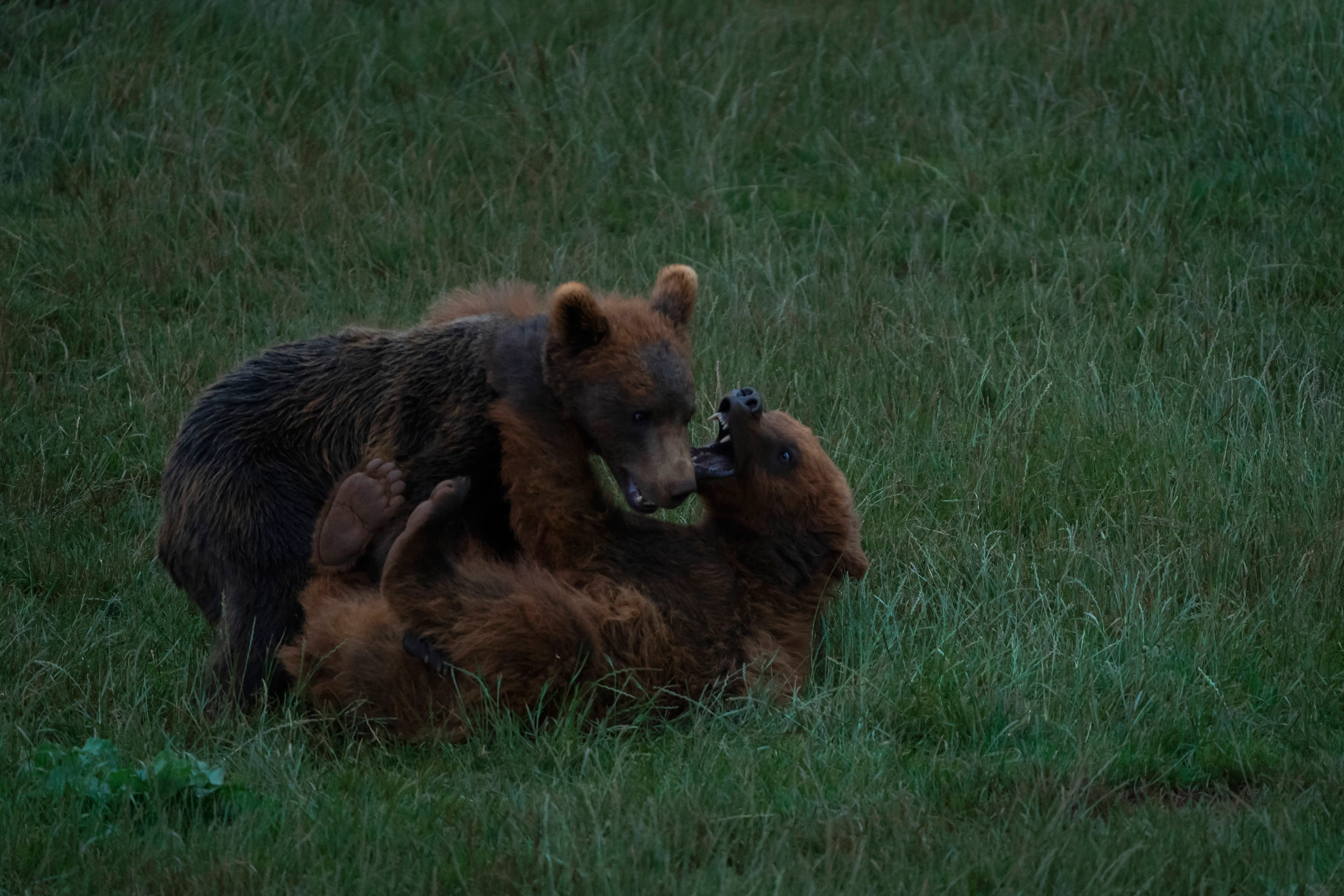 Two bear cubs play in the specially designed enclosure for these animals at the Cabarceno Nature Park in Cantabria, Spain, which celebrates its 35th anniversary in June (Image via Getty)