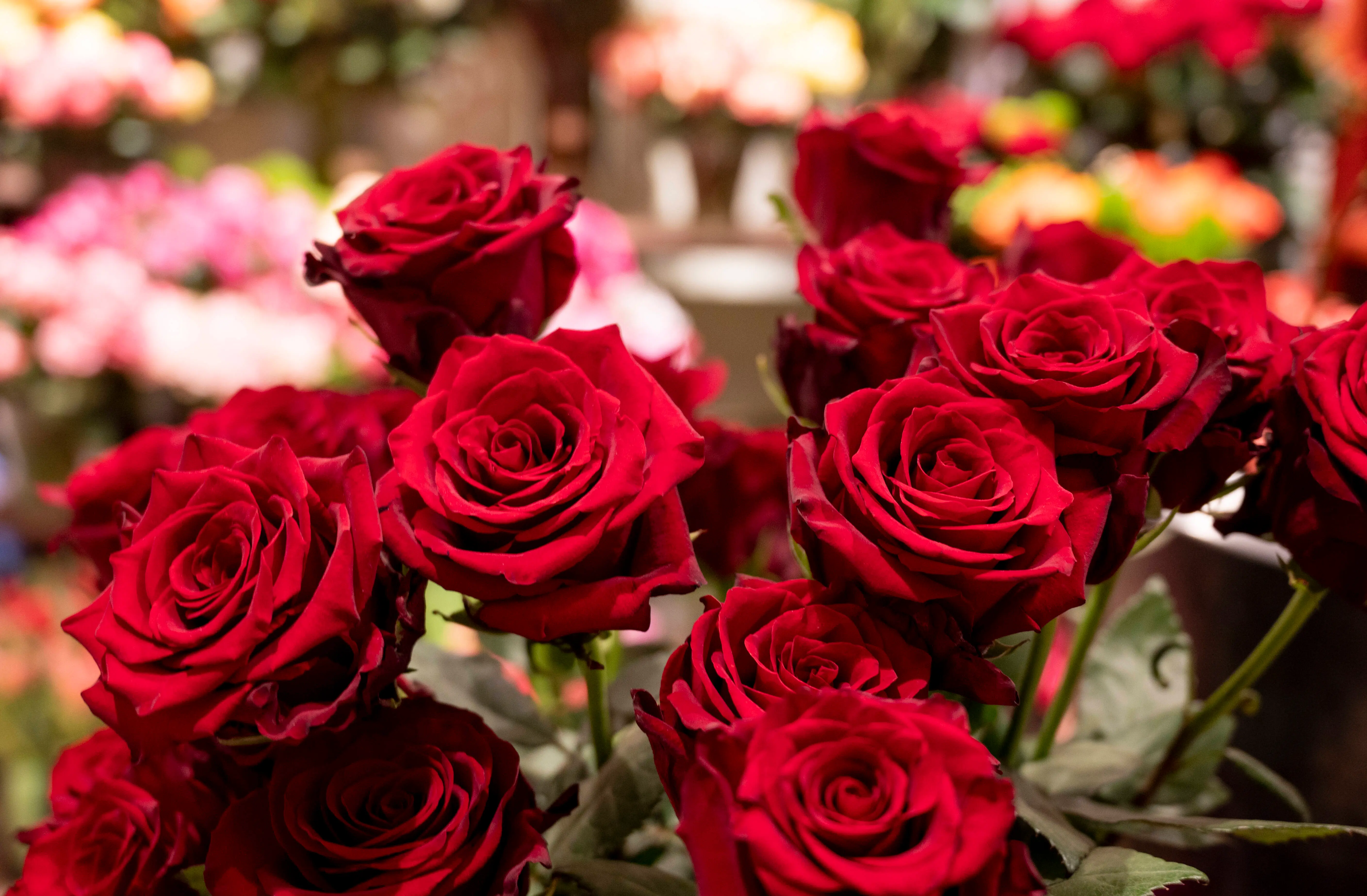7 best flowers to gift significant other for Valentine's Day 2026 ...