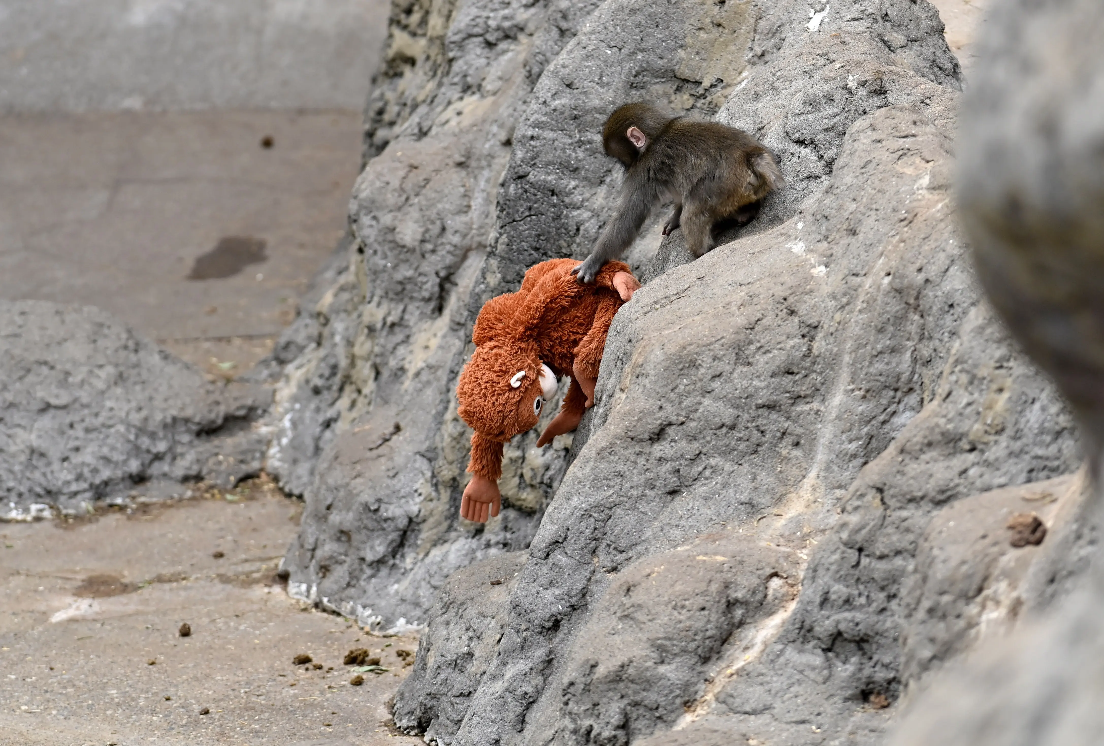 Japanese zoo issues statement following viral video of baby monkey 'Punch'  being dragged - PRIMETIMER