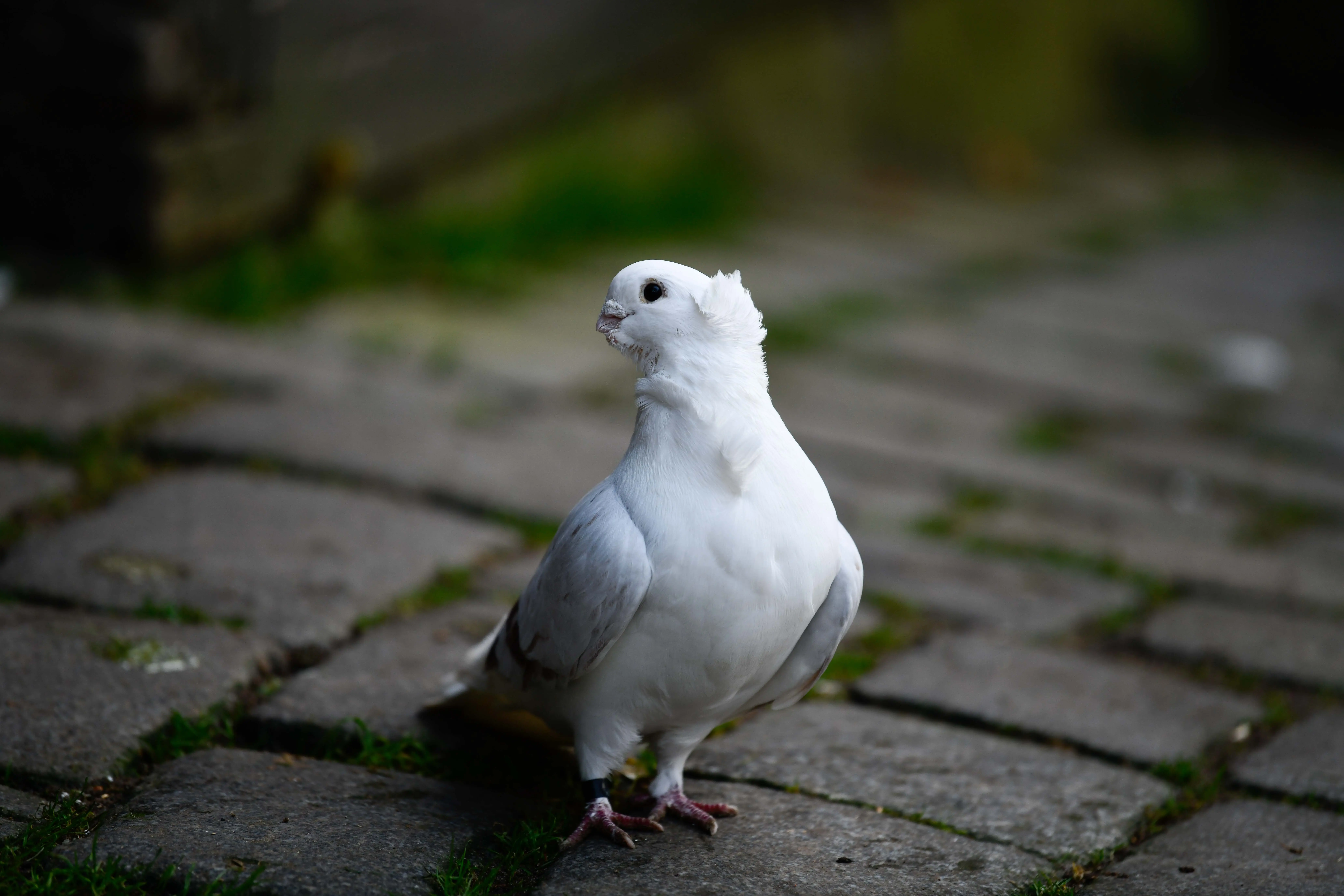 Why is Dove Clubb under fire? TikTokers admit to their mistake after