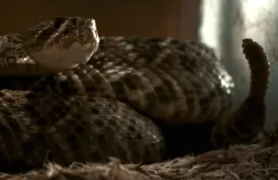Alabama Snake (HBO)