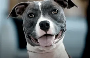 Canine Intervention (Netflix)