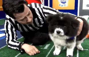 Puppy Bowl (Animal Planet)