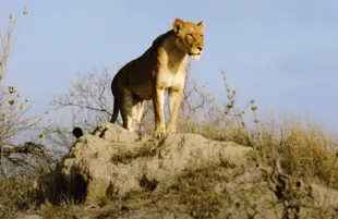 Malika The Lion Queen (Fox)