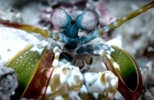 Life in Color with David Attenborough (Netflix)