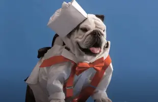 Pet Stars (Netflix)