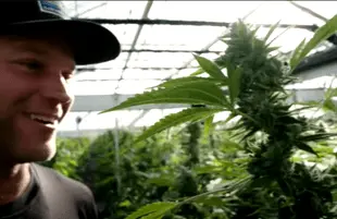 Going to Pot: The High & Low Of It (Paramount+)