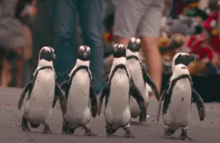 Every year a colony of African penguins takes over a small town in South Africa, where they mate and raise their young. (Photo: Netflix)