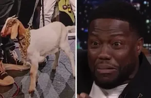 Kevin Hart and the goat he gifted to Chris Rock. (Photos: The Tonight Show)