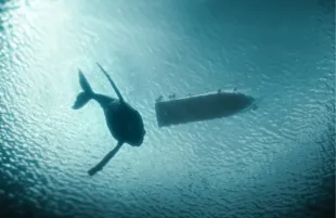 A whale prepares to take a dive in The Swarm (Photo: The CW)