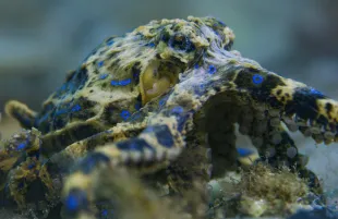 A blue-ringed octopus in Secrets of the Octopus (Photo: National Geographic)