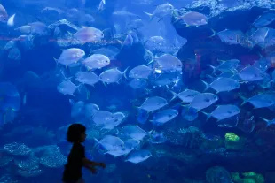 An aquarium (Photo by Jakub Porzycki/NurPhoto via Getty Images)