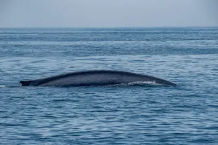 MASSACHUSETTS, UNITED STATES - JULY 08: A blue whale, the world's largest creature and an endangered species, swims on the water surface off the coast of Gloucester on the Jeffreys Ledge in the Stellwagen Bank National Marine Sanctuary in Massachusetts, United States on July 08, 2024. (Photo by Joseph Prezioso/Anadolu via Getty Images)