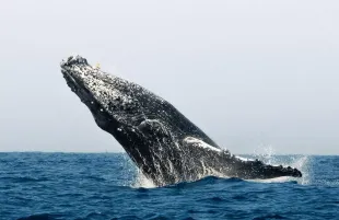 Blue whale (Image via Insatgram/@bluewhaleshub)