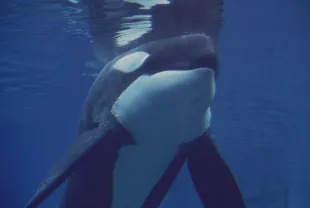 An Orca at the Oregon Coast Aquarium (Photo by �� Steve Starr/CORBIS/Corbis via Getty Images)