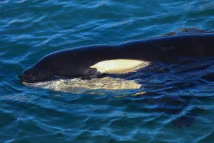 The Jessica Radcliffe and Marina Lysaro orca attack videos are not real (Photo by Hagen Hopkins/Getty Images)