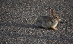 A young Desert Cottontail rabbit (Photo by Robert Alexander/Getty Images)