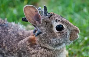 A rabbit with shope papilloma virus (Image via Instagram/@complex)