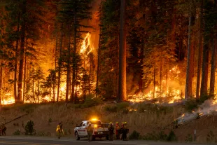 wildfire (Photo by David McNew/Getty Images)