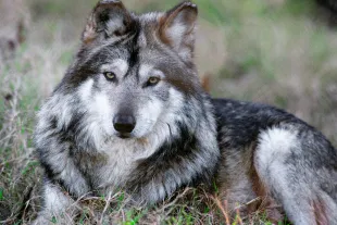 Mexican Wolf Canis Lupus Baileyi. (Photo by B. Von Hoffmann/ClassicStock/Getty Images)
