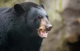 A drowning bear was saved by a Florida-based biologist in 2008 [Representational image] (Image via Gentsch/picture alliance/Getty Images)