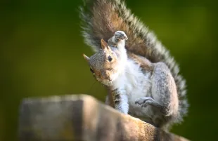 Squirrel (Photo by Harry Trump/Getty Images)