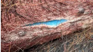 Wild pig intoxicated with diphacinone (Image via Facebook/@Urban Trapping Wildlife Control)    