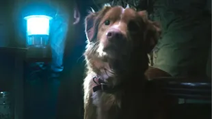 Indy in Good Boy. Image Credit: Courtesy of Independent Film Company and Shudder
